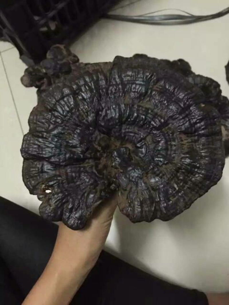 黑灵芝12~15公分