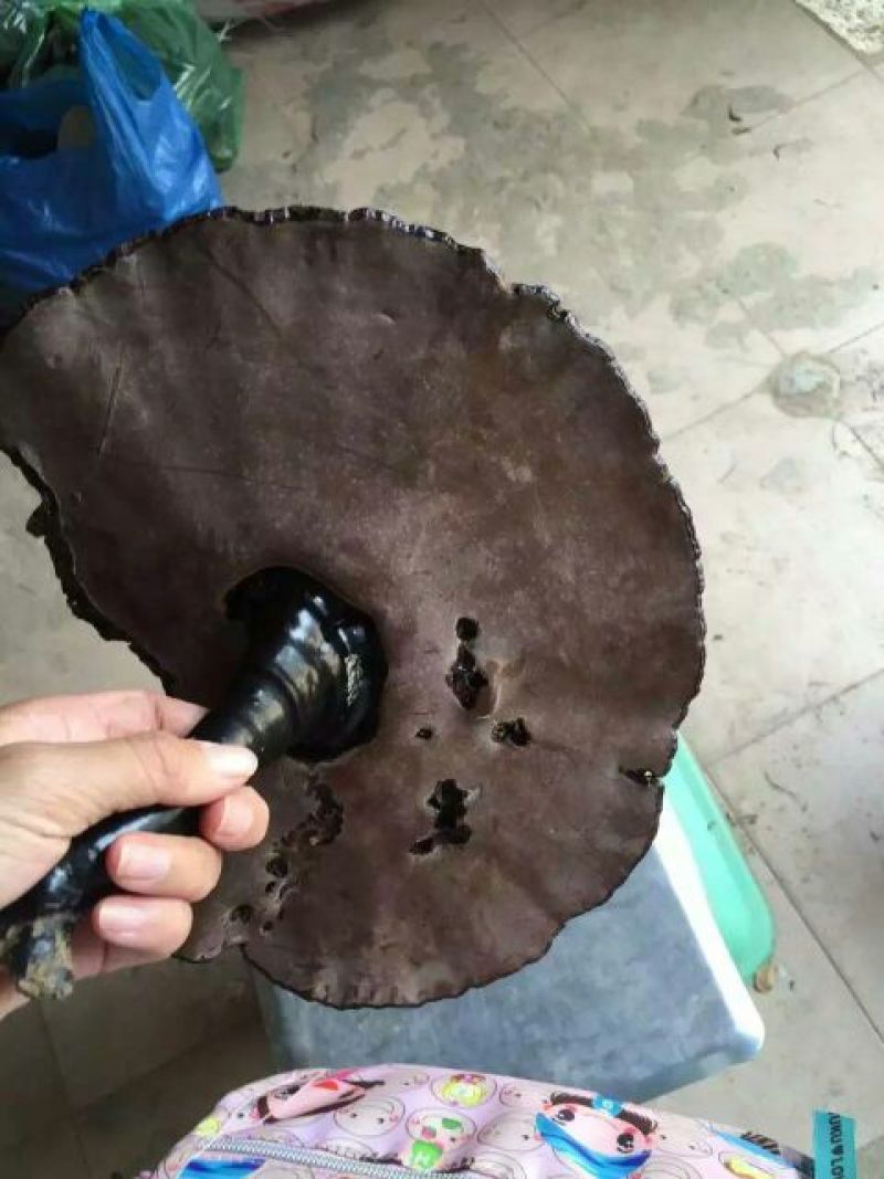 黑灵芝12~15公分