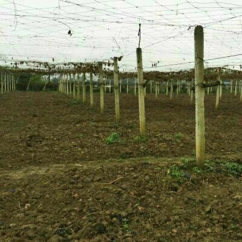 百香果网百香果搭棚架专用爬藤网攀爬网植物种植网