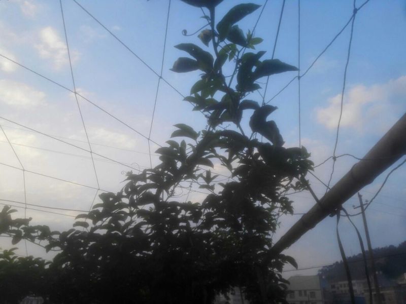 百香果网百香果搭棚架专用爬藤网攀爬网植物种植网