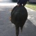 鳖
