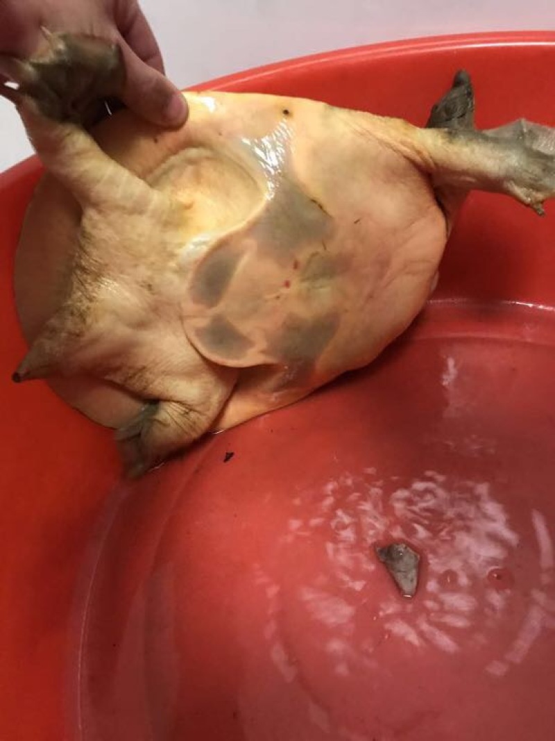 鳖