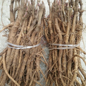 牡丹苗10~20cm