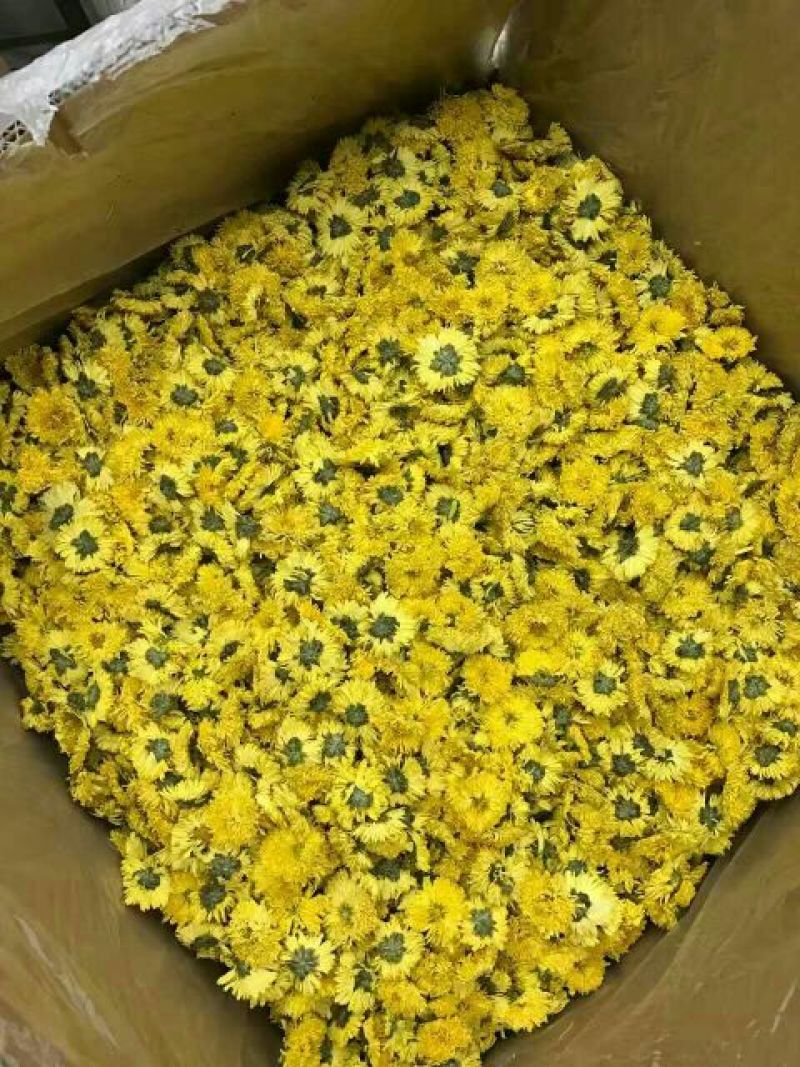 野菊花统货