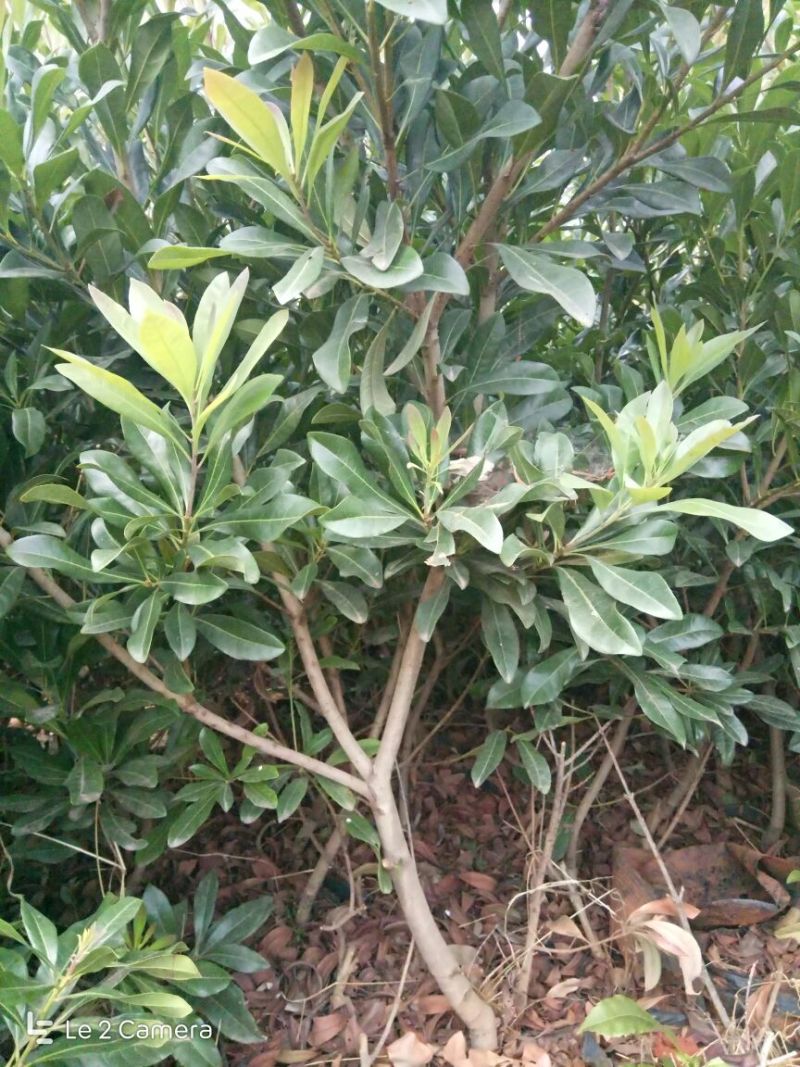 杨梅苗50~80cm