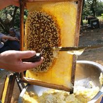 土蜂蜜1斤