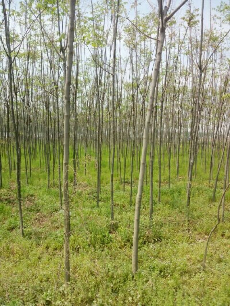 黄山栾树10~12cm12~14cm4米以上