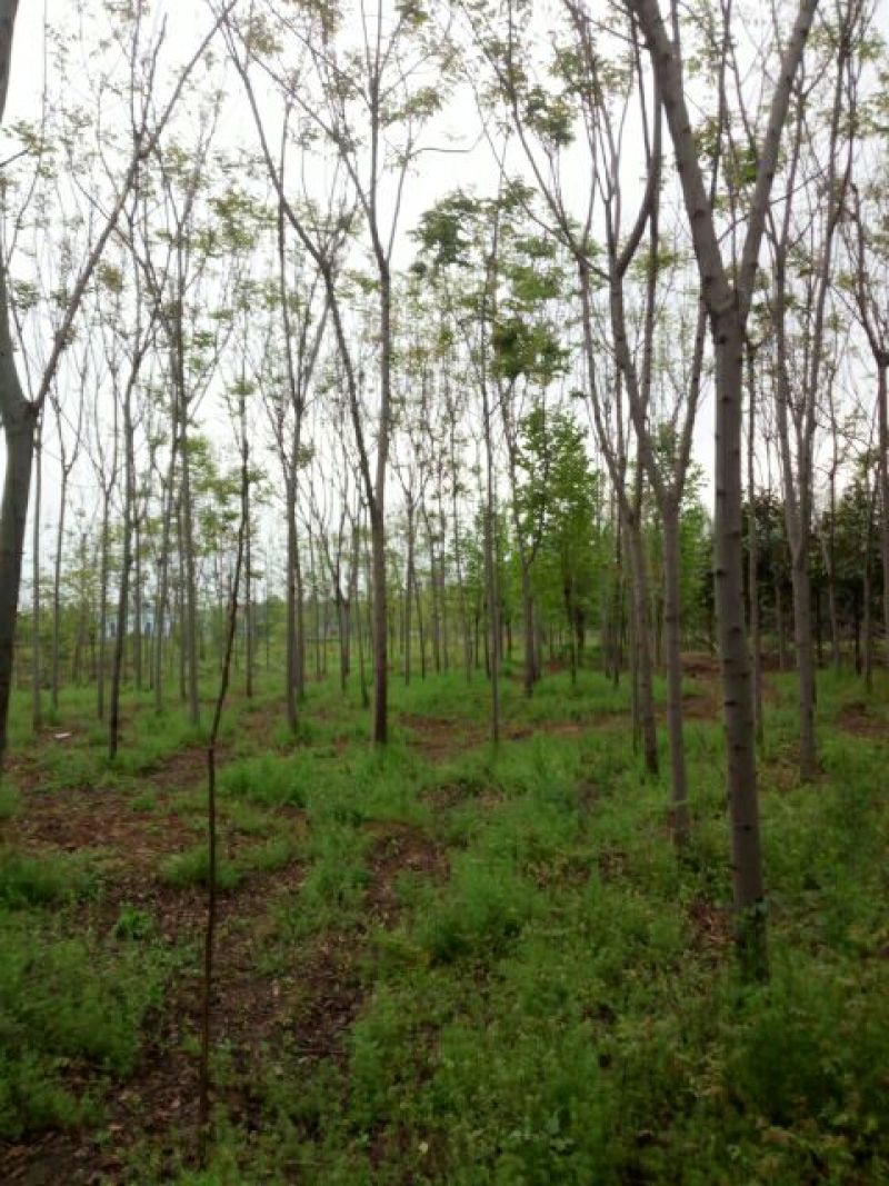黄山栾树10~12cm12~14cm4米以上