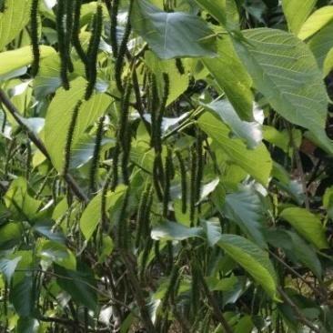 长果桑树苗40~60cm高