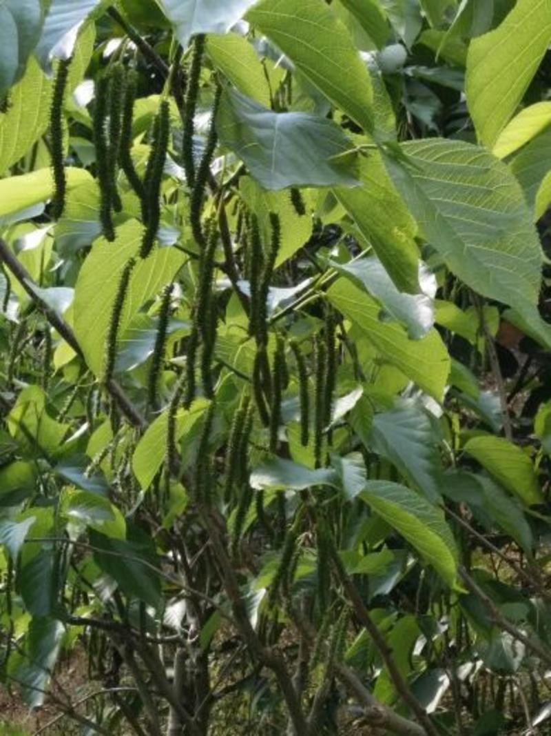 长果桑树苗40~60cm高