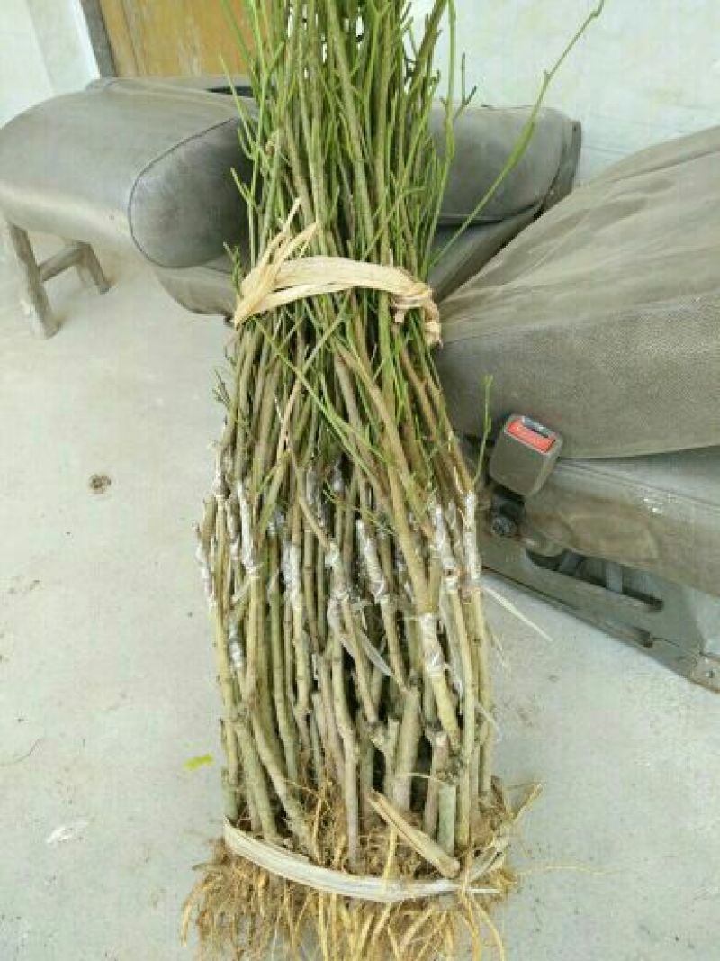 长果桑树苗40~60cm高