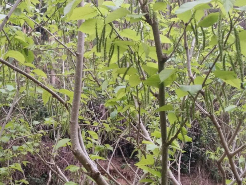 长果桑树苗40~60cm高