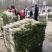 韩国白雪