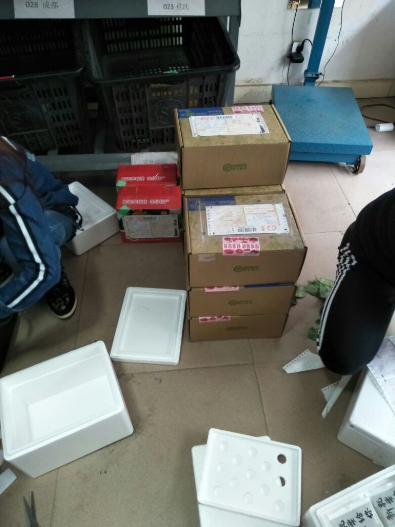 四川凉山德昌甜樱桃小樱桃产地供货10~15mm