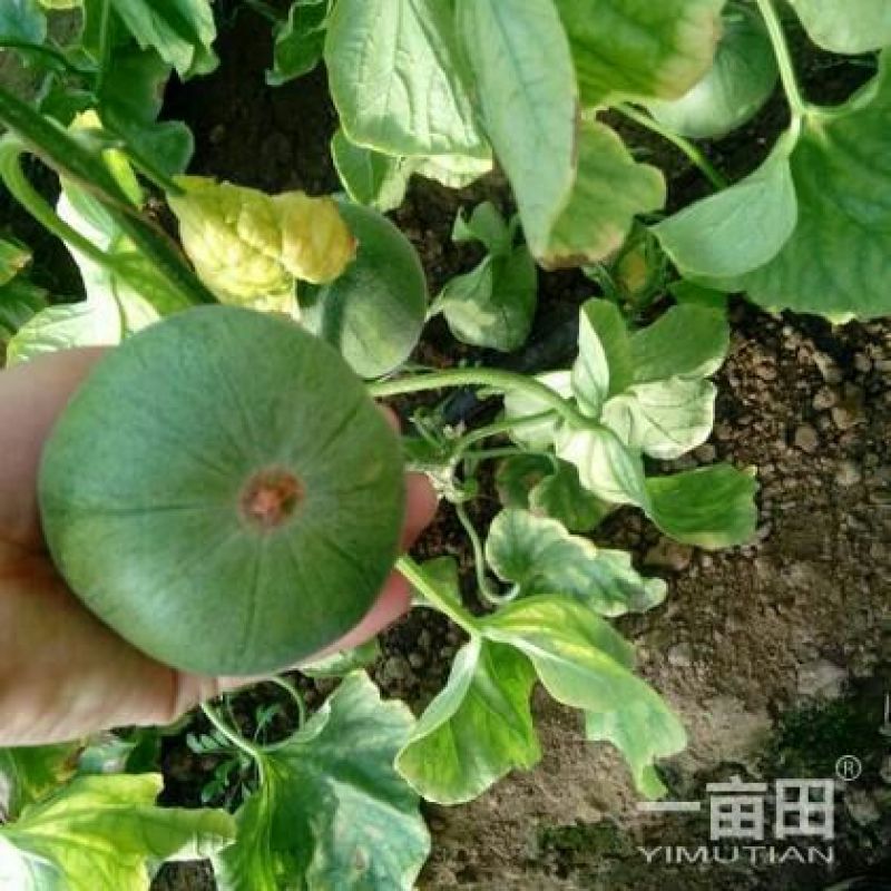 预售绿宝石甜瓜0.3斤以上