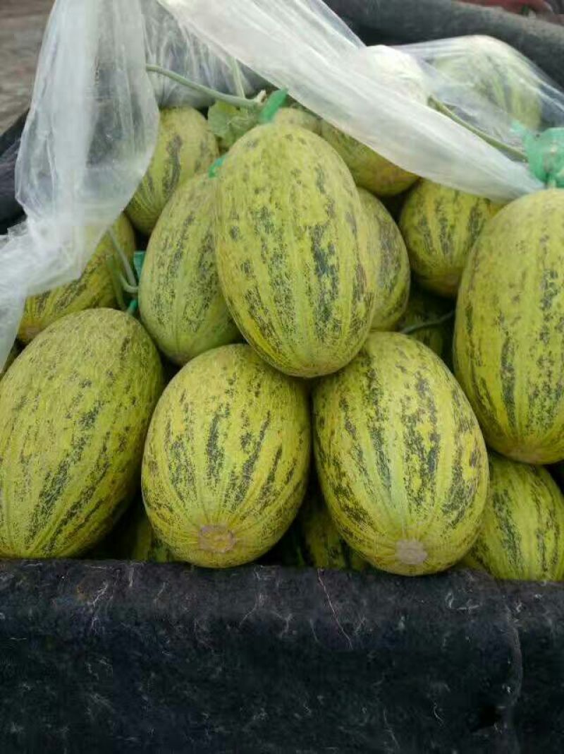 伽师瓜5斤以上椭圆形