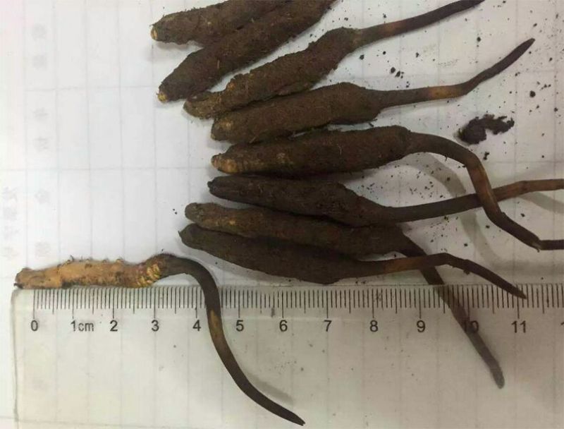 【实力供应】冬虫夏草袋装盒装可视频看货诚信经营