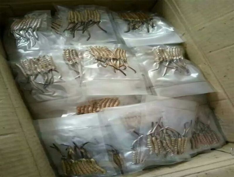 【实力供应】冬虫夏草袋装盒装可视频看货诚信经营