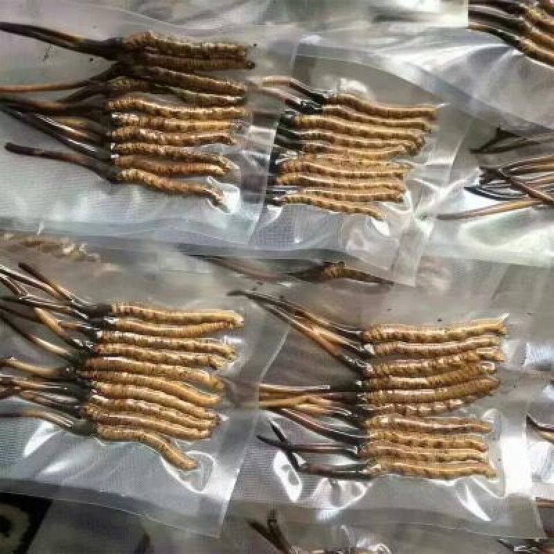 【实力供应】冬虫夏草袋装盒装可视频看货诚信经营