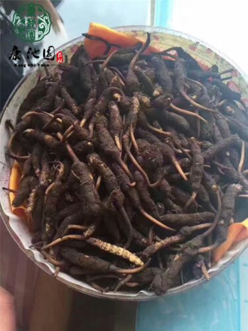 【实力供应】冬虫夏草袋装盒装可视频看货诚信经营