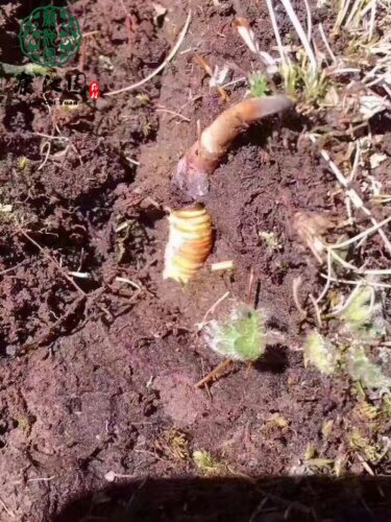 【实力供应】冬虫夏草袋装盒装可视频看货诚信经营