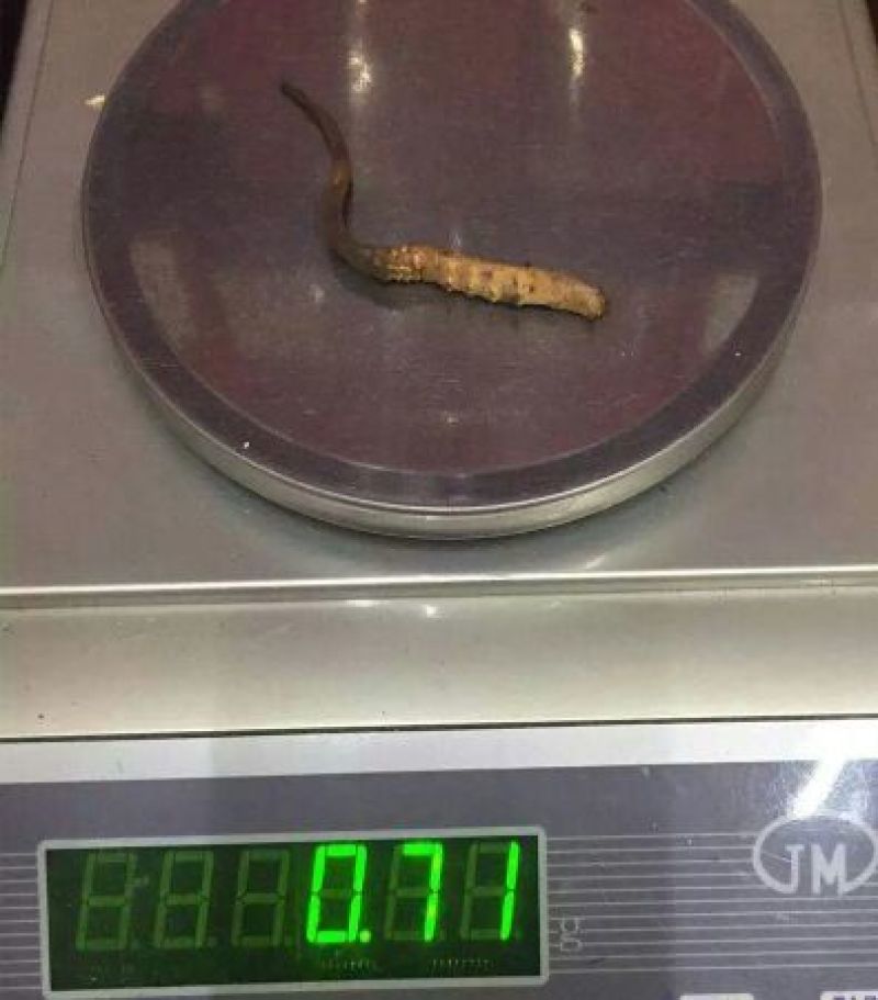 【实力供应】冬虫夏草袋装盒装可视频看货诚信经营