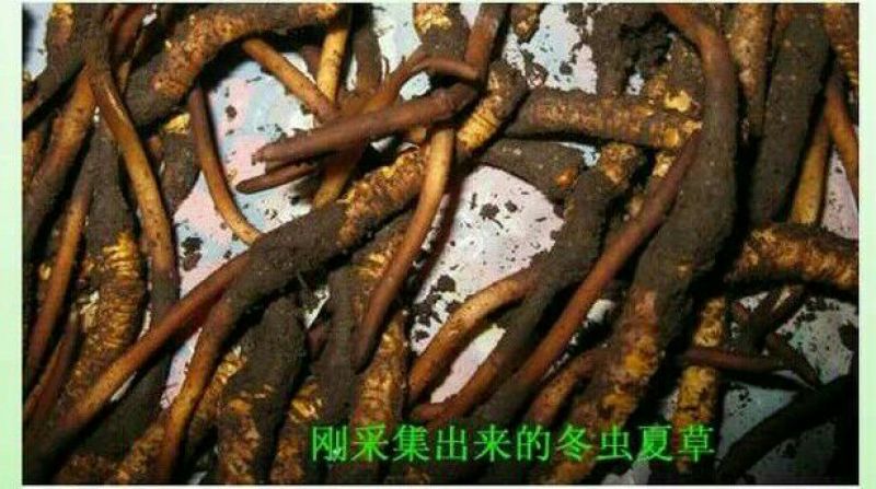 【实力供应】冬虫夏草袋装盒装可视频看货诚信经营