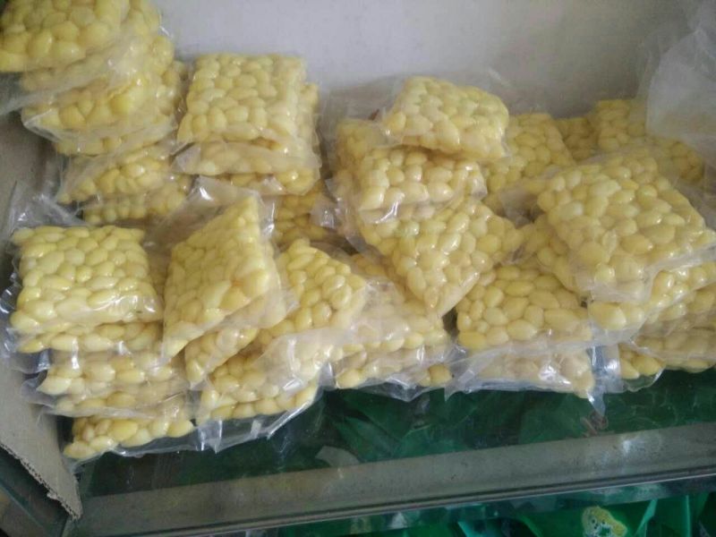 百年大树茶一级