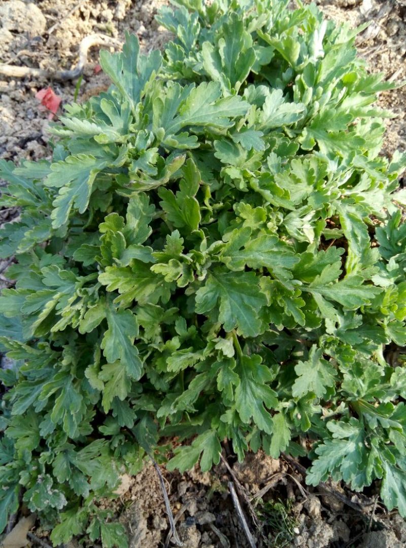 菊花茶特级