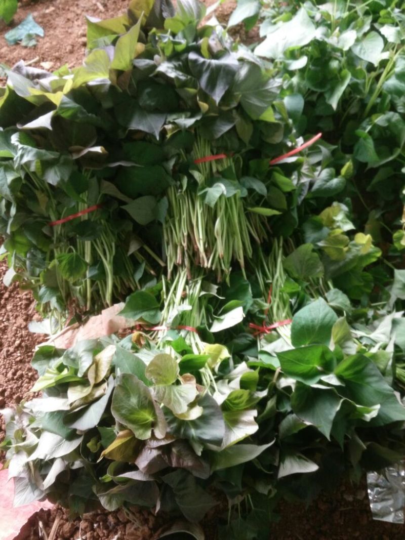 高产脱毒原种西瓜红红薯苗