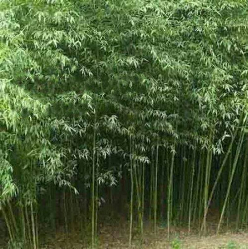 竹子1~2m