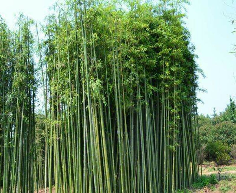 竹子1~2m