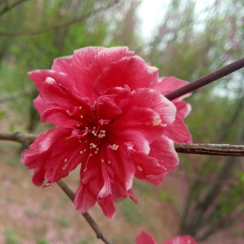 满天红碧桃树龙珠碧桃菊花碧桃都是绿化新秀