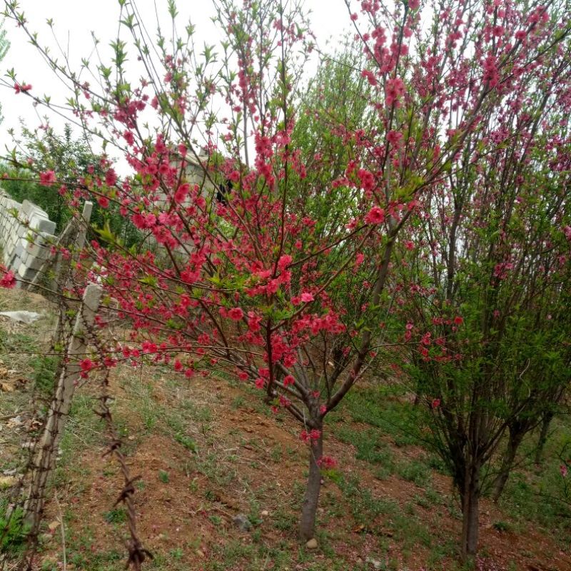 满天红碧桃树龙珠碧桃菊花碧桃都是绿化新秀