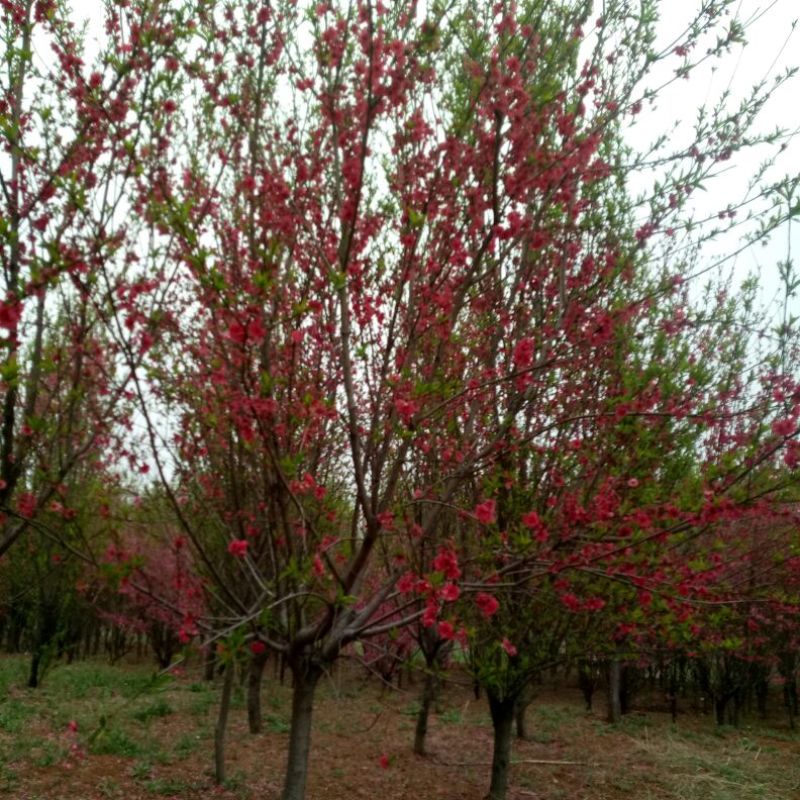 满天红碧桃树龙珠碧桃菊花碧桃都是绿化新秀