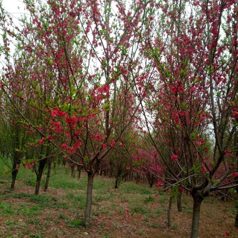 满天红碧桃树龙珠碧桃菊花碧桃都是绿化新秀
