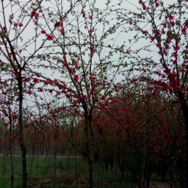 满天红碧桃树龙珠碧桃菊花碧桃都是绿化新秀