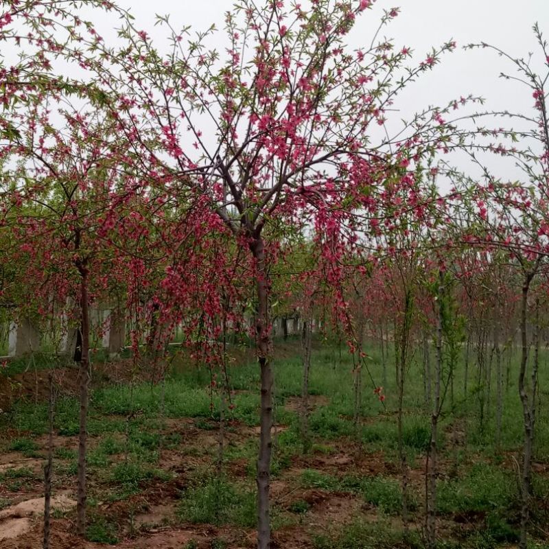 满天红碧桃树龙珠碧桃菊花碧桃都是绿化新秀