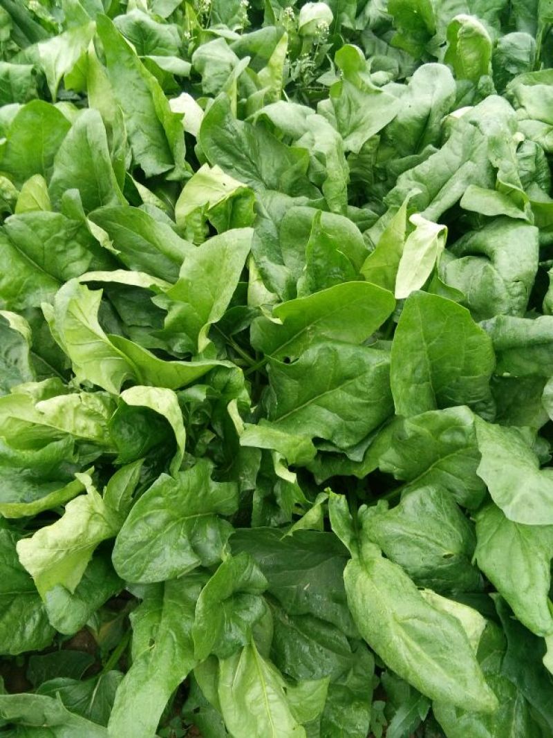大叶菠菜30~35厘米