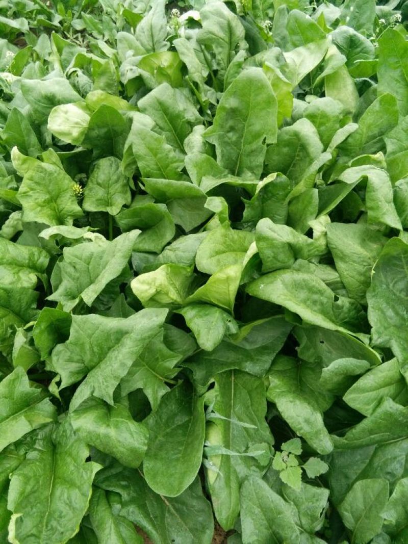 大叶菠菜30~35厘米