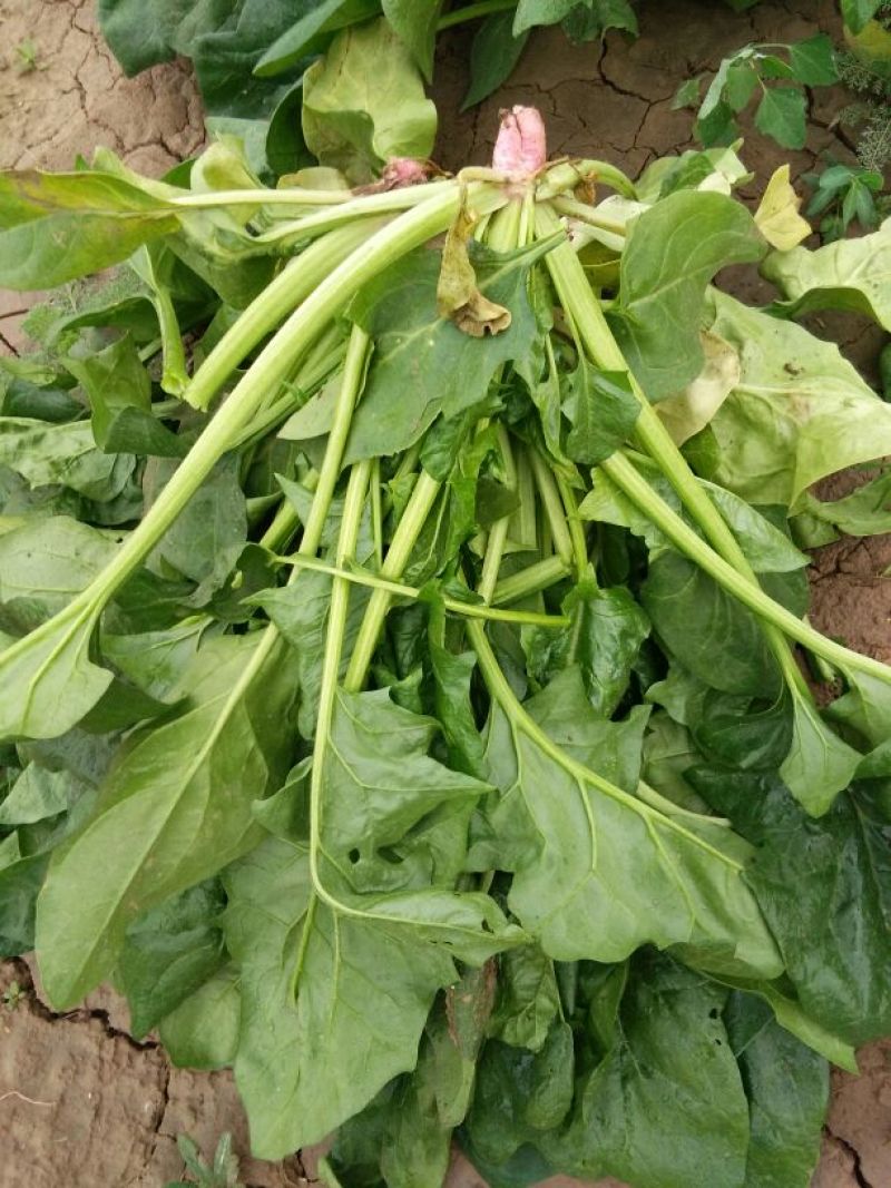 大叶菠菜30~35厘米