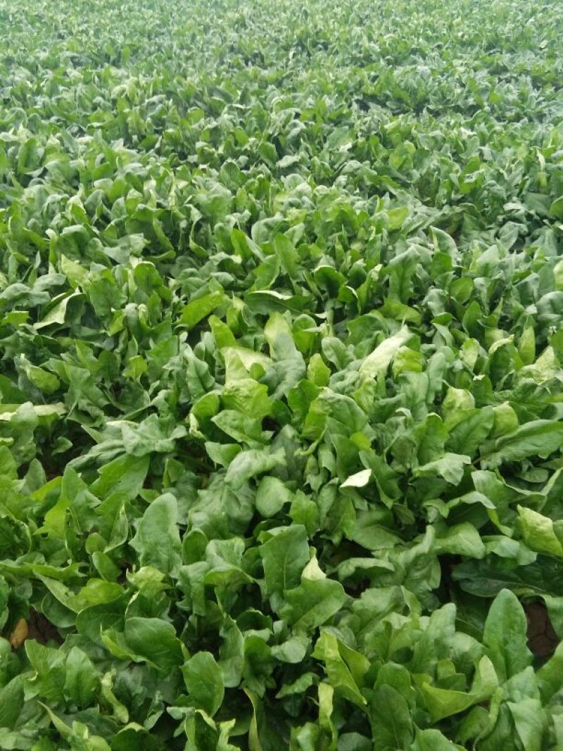 大叶菠菜30~35厘米