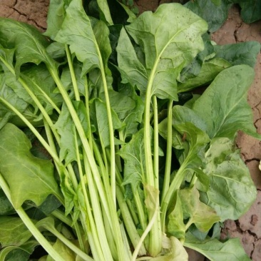 大叶菠菜30~35厘米