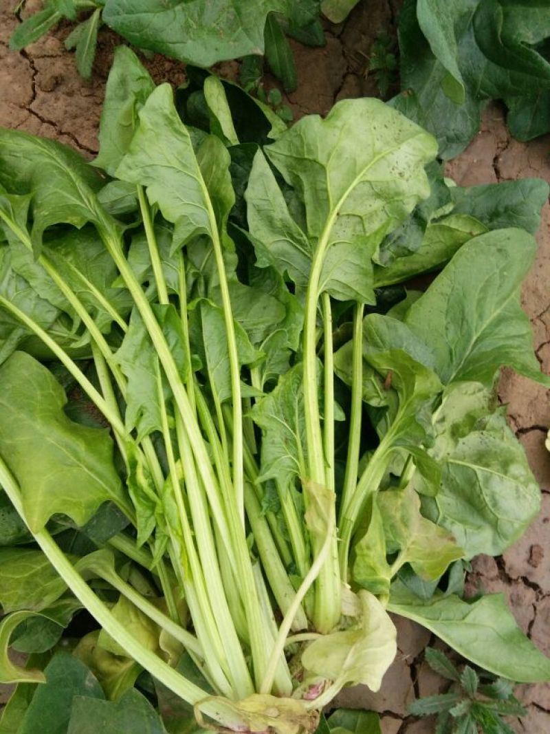 大叶菠菜30~35厘米