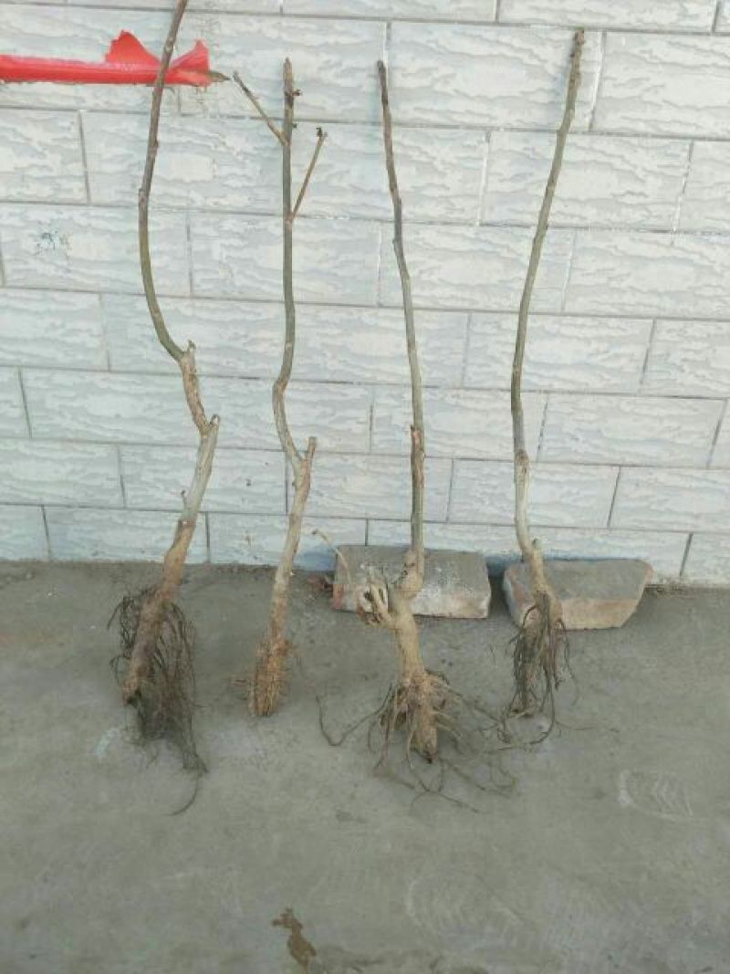 蜜桃树苗鲁红618桃苗秋彤晚熟的金秋红蜜桃