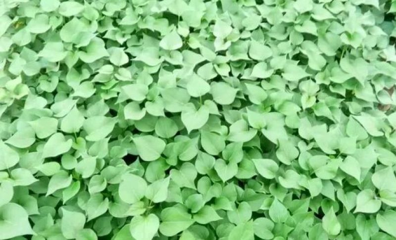 秦薯五号板栗红薯苗15~25cm