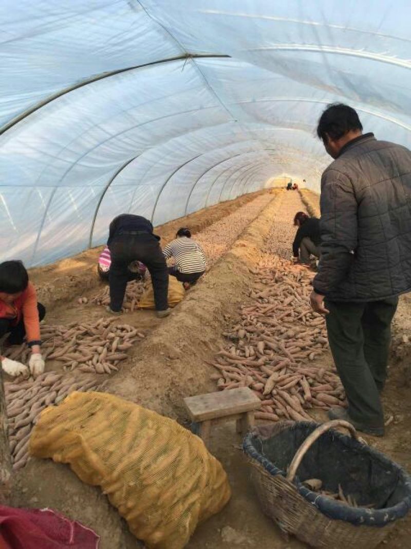 秦薯五号板栗红薯苗15~25cm