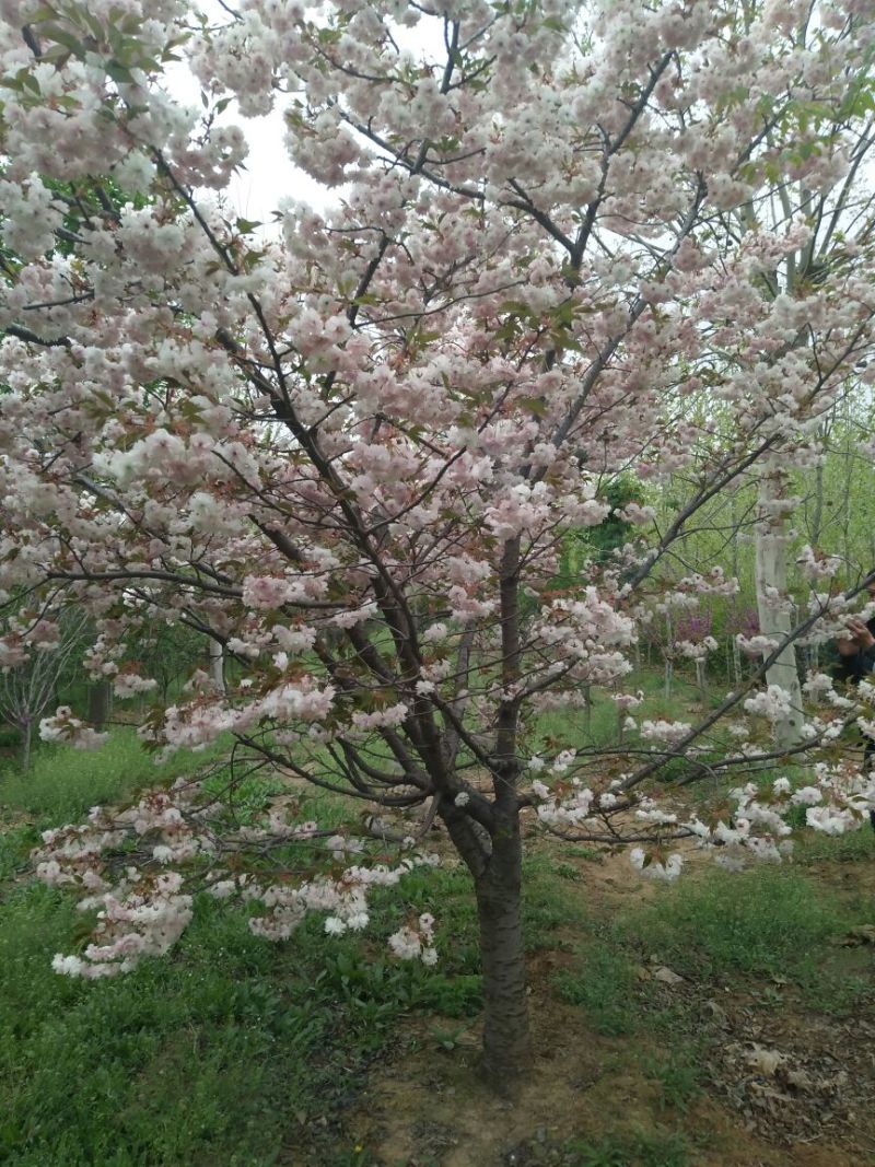 樱花树4~6cm6~8cm1.5~2米