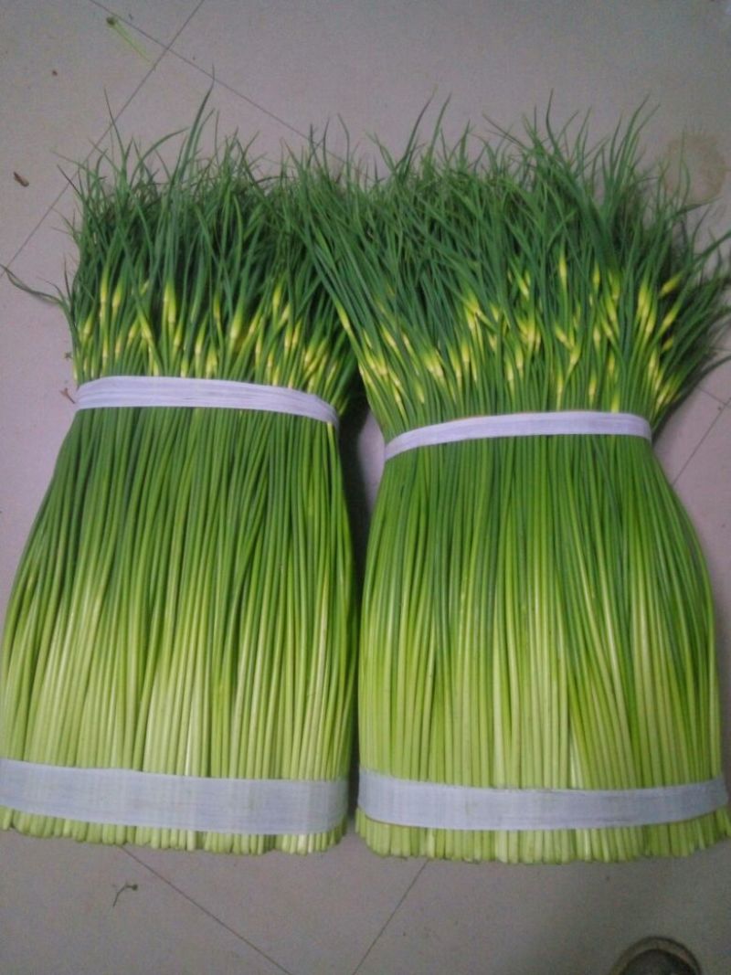 白帽蒜薹精品干茬无泡水50~60cm