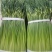 白帽蒜薹精品干茬无泡水50~60cm